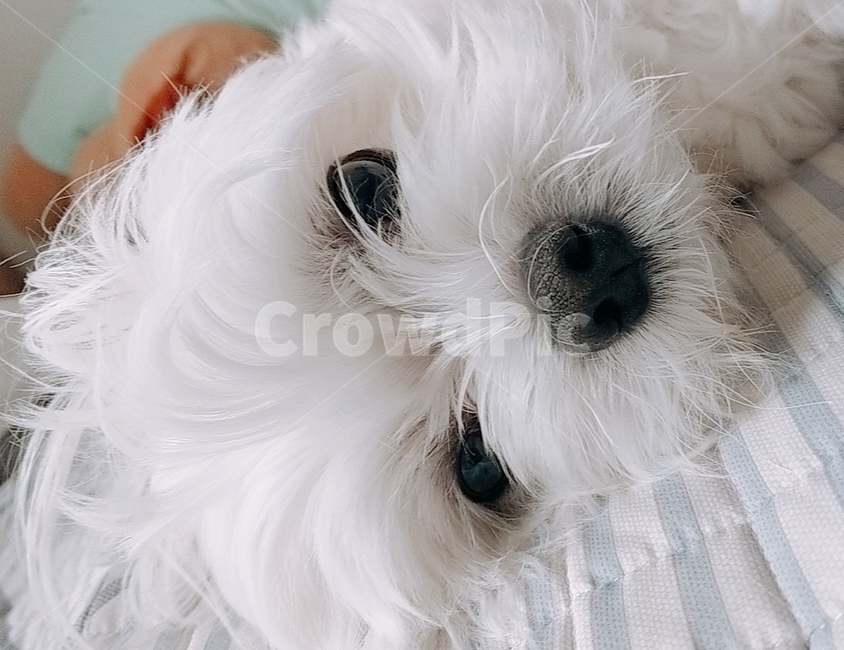 강아지,귀여움,흰색강아지,말티즈,애완견,침대위강아지,귀여운강아지,개