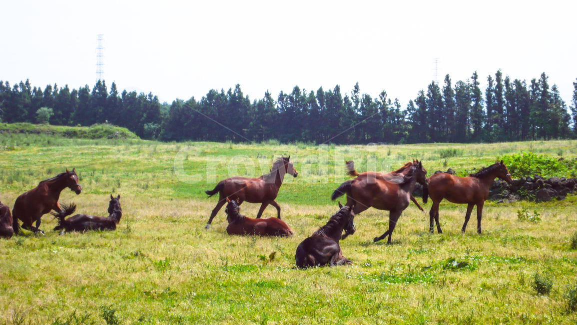 jejuisland,ranch,horse,field,running,제주도,목장,말,들판,달리기