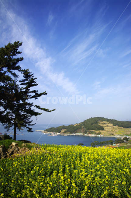 유채꽃,꽃밭,꽃,flower,계절,봄,spring,하늘,구름,풍경,청산도,바다,봄,계절,spring,season,자연,풍경,nature,landscape,한국자연풍경,한국자연경관,korea nature landscape,outdoors,옥외,land,땅,grassland,목초지,field,들