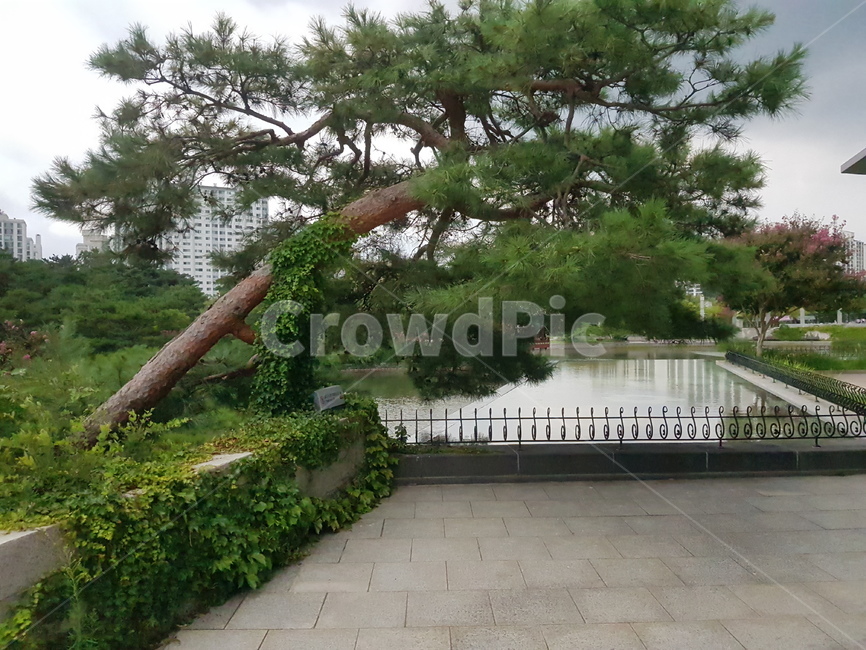 공원,park,나무,tree,소나무,식물,자연,plants,nature,나무,trees,wood