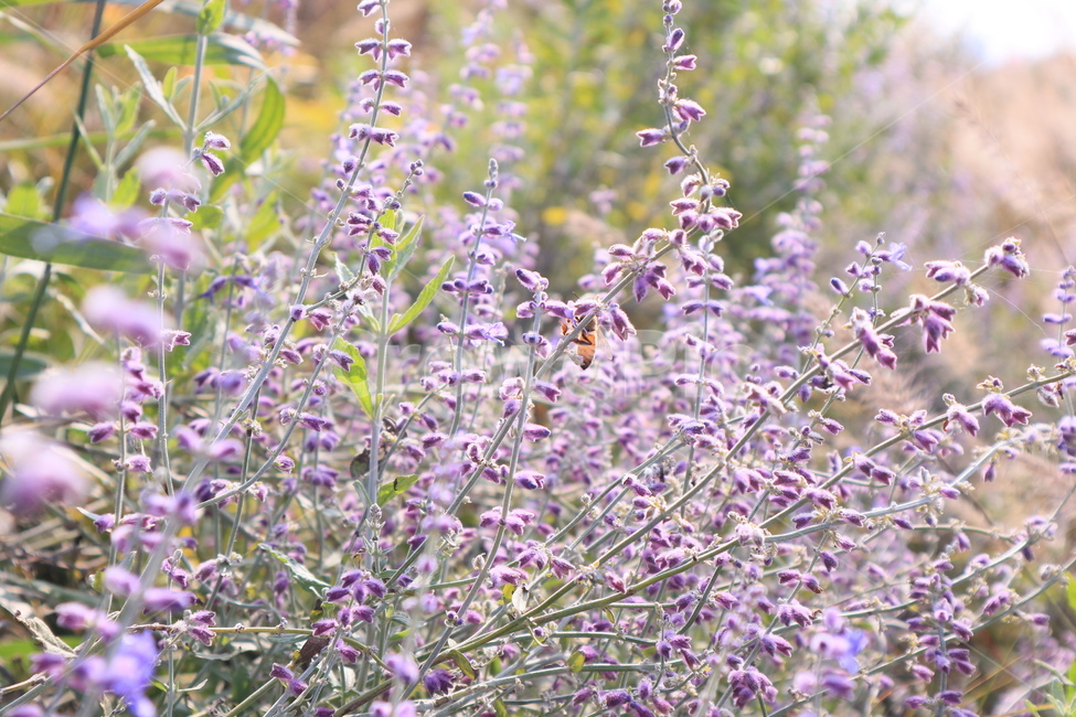plant,식물,blossom,flower,꽃,라벤다,식물,자연,plants,nature,꽃,flower
