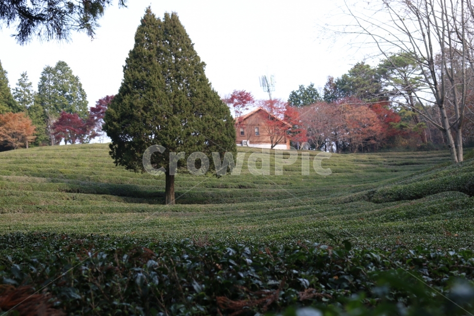보성,녹차밭,전원,언덕,수채화,자연,풍경,nature,landscape,식물,plants,나무,trees,wood,plant,tree,fir,전나무