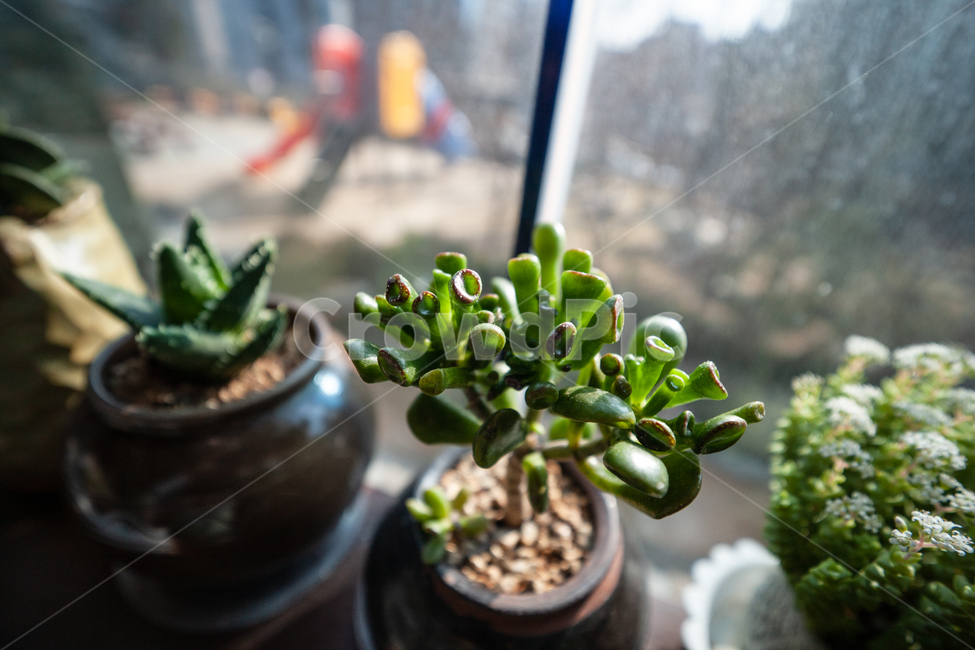 식물,창가,빛,다육식물,botanical,plant,식물,자연,plants,nature