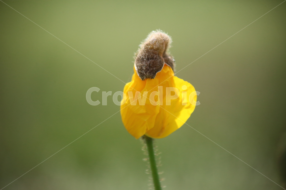 꽃양귀비,개양귀비,양귀비,봄,poppy