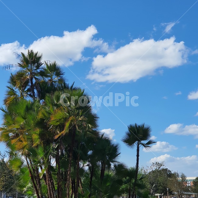 plant,식물,tree,summer,나무,여름,school,하늘,blue,sky
