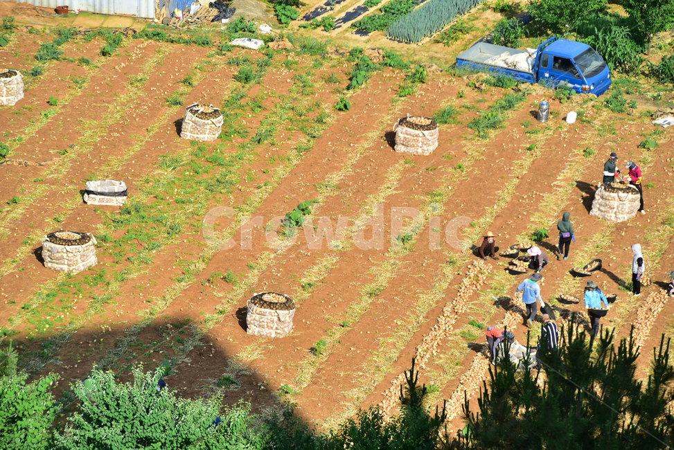 양파,양파수확,양파밭,양파농사,농사,사람,농부,작업자,농촌,밭,onionfield,farming,field,onion,산업,industry,industrial,농업,농사,agriculture,farming,farming industry