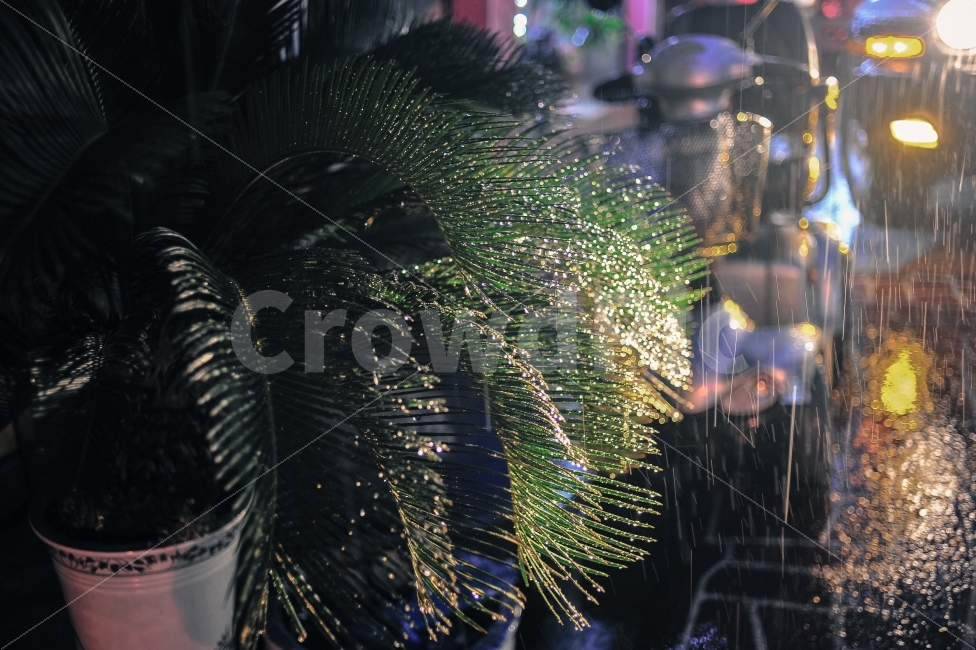 늦은저녁,비,빗소리,불빛,감성,야경,밤,풍경,nightscape,night,landscape,식물,자연,plants,nature,감성,sensible,feeling,비,비오는날,rain,rainy,crowd,군중,festival,제전
