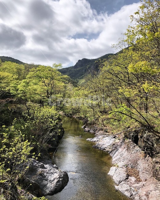 water,물,nature,자연,작은만,흐름,stream,계곡,나무