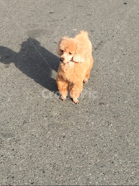 동물,animal,개,pet,푸들,동물,animal,포유류,mammal