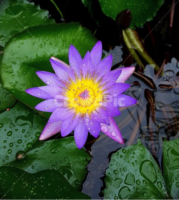 수련,여름꽃,꽃,불교,쌍떡잎식물,식물,자연,plants,nature,꽃,flower