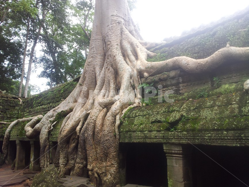 사원,스펑나무,캌보디아,자연,캄보디아,나무,trees,wood