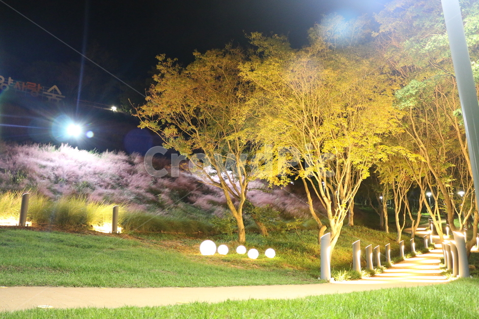 핑크뮬리,정읍사,정원,산책길,grass,잔디,tree,나무,plant,식물,저녁산책,가로등과길,통로,path,식물,자연,plants,nature,나무,trees,wood