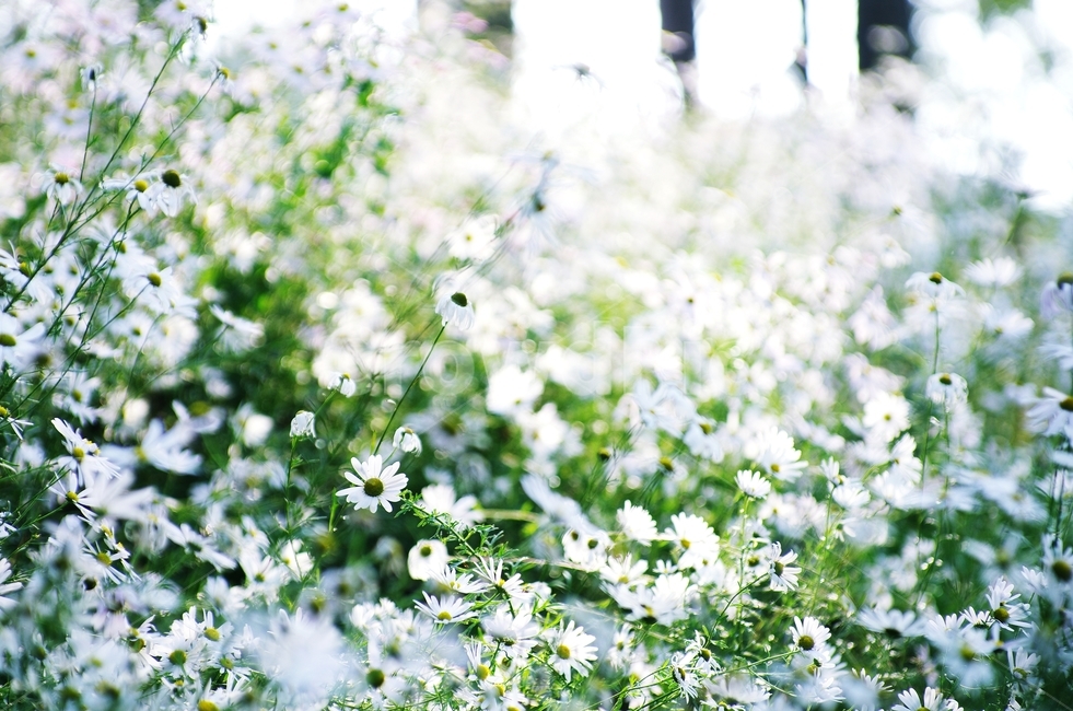 september,가을,구절초,꽃,들꽃,식물,자연,plants,nature,꽃,flower