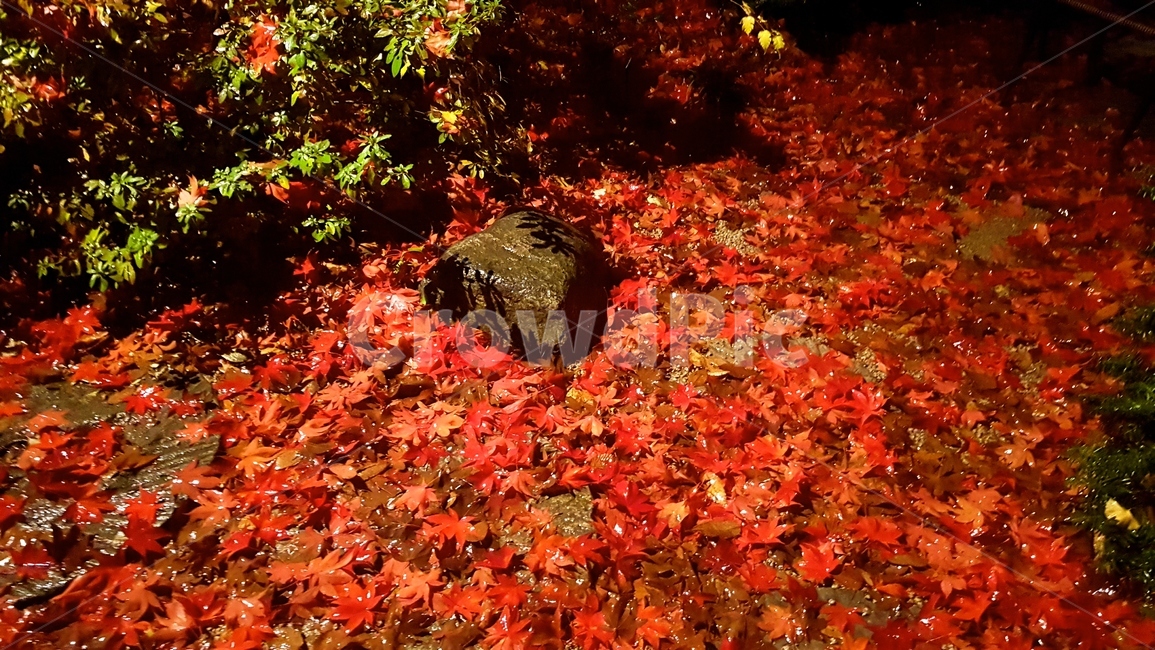 가을,단풍,낙엽,fall,단풍잎,계절,단풍나무,가을,계절,fall,autumn,season,plant,식물,leaf,잎,tree,나무,maple