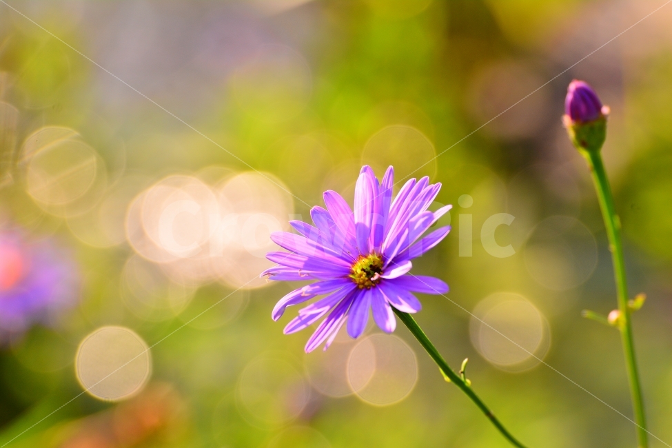 streamside,atmosphere,newsletter,romance,catalog,feel,lyricism,cyan,red,beautiful,fall feeling,leaves,publication,season,fall flowers,purple flowers,seasons,waterside,Color,violet,feeling,flyer,light,closeup,shining,autumn,colorful,color,September,book,co