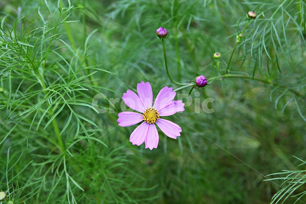 코스모스,꽃,꽃잎,가을,가을꽃,식물,자연,공원
