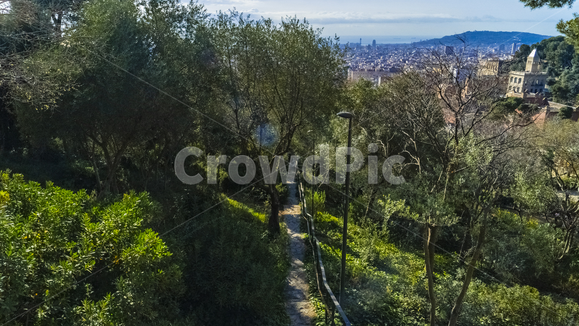 스페인,바르셀로나,나무,유럽,구엘공원,barcelona,parkguell,guell,도시,풍경,city,landscape,해외,외국,세계,foreign,oversea,world,세계도시풍경,해외도시풍경,외국도시풍경,world cityscape,plant,식물,tree,abies,아비,fir,전나무