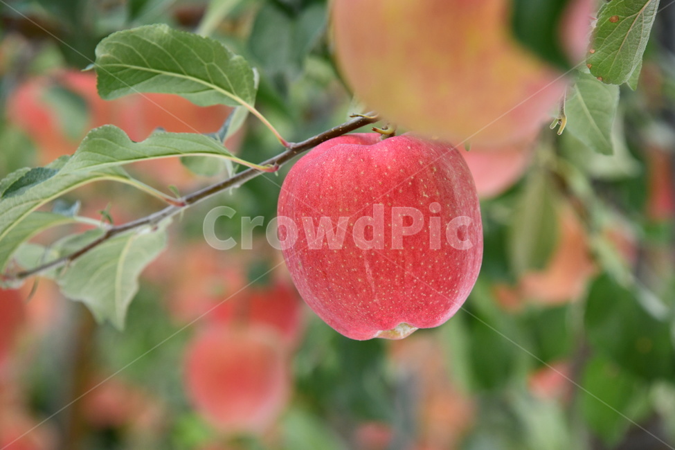 사과,과일,음식,plant,apple,과수원,식품,과일,열매,fruit