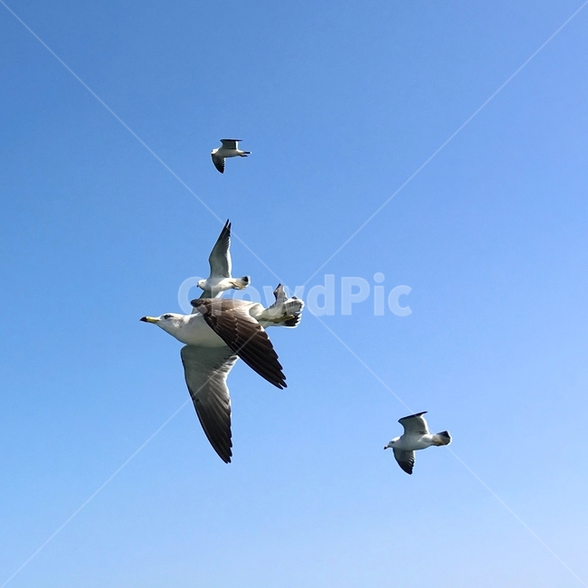 하늘,갈매기,새,구름,블루,동물,animal,조류,새,birds
