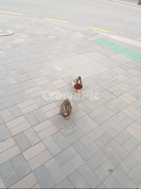 언덕,도로,배경,배경화면,오리,동물,duck,animal