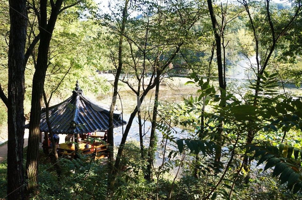공원,숲길,호수공원,나무,숲,tree,park,자연,풍경,nature,landscape,한국자연풍경,한국자연경관,korea nature landscape