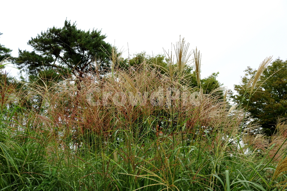 억새,풀,억새풀,식물,자연,벼과,벼과식물,들풀,두영,식물,자연,plants,nature