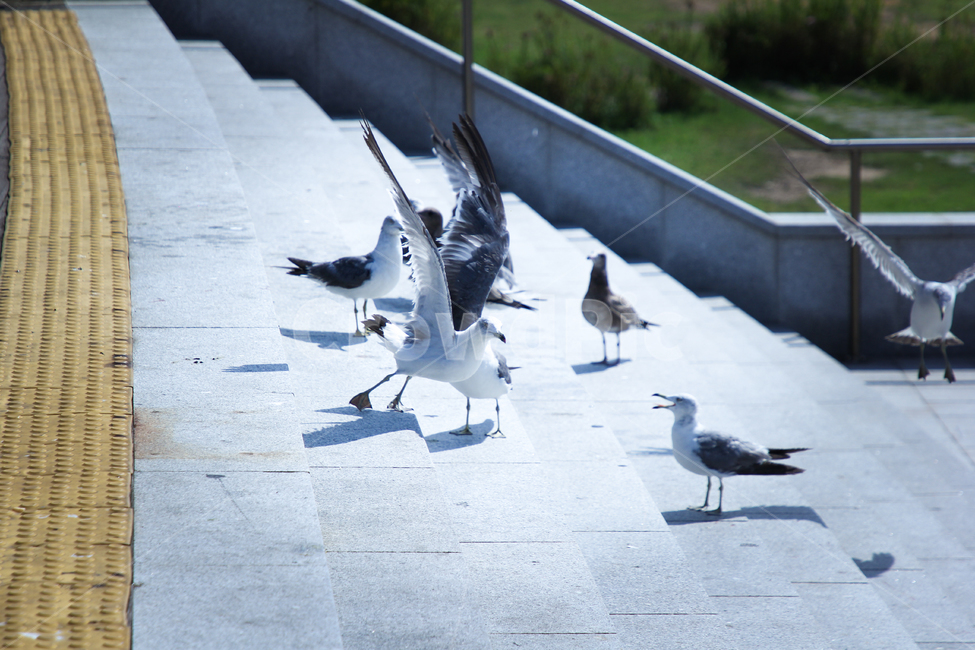 bird,새,갈매기,seagull,자유,play,놀이,계단,동물,animal,jump,birdwatching,outdoor,species,animals,stairs,asphalt,landscape,wing,fly,off,stand,free,ready,freedom,bright,plumage,flight,coast,takeoff,day,liberty,beautiful,beak,feather,background,blue,building,city,design,nature,road,season,street,summer,travel,urban,white,winter,부리,떼,동물,animal,조류,새,birds