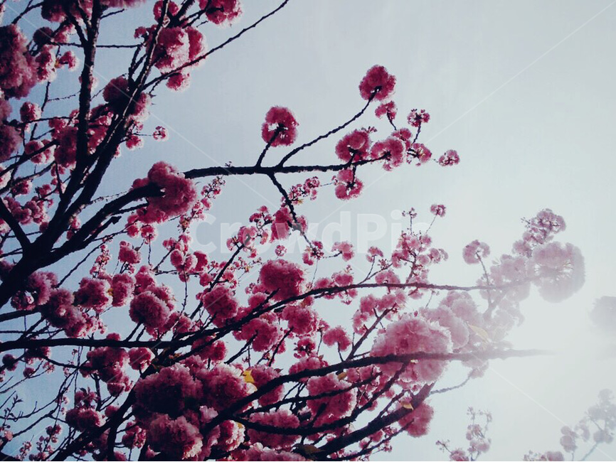 분홍꽃,분홍,나무가지,식물,자연,야외,하늘,pink,nature,sky,봄,계절,spring,season,식물,자연,plants,nature,꽃,flower,plant,blossom