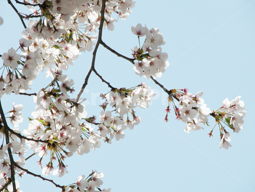 벚꽃,봄,꽃,봄꽃,꽃송이,봄,계절,spring,season,식물,자연,plants,nature,꽃,flower,plant,blossom