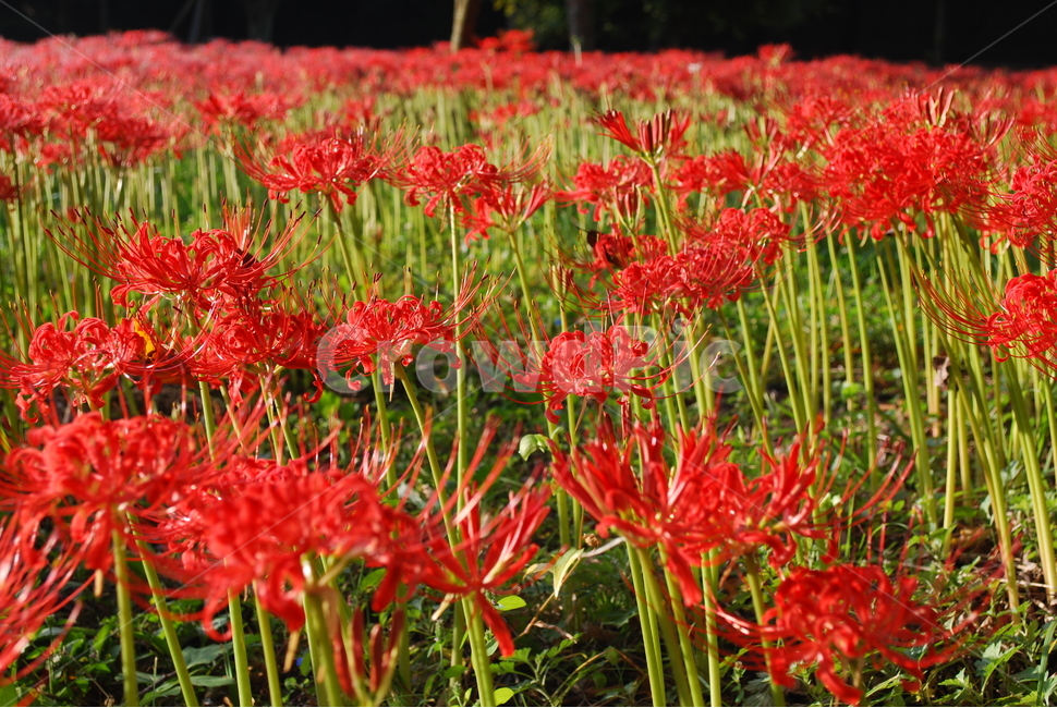 영광,불갑사,상사화,꽃무릇,꽃무릇축제,상사화축제,자연,풍경,nature,landscape,식물,plants,꽃,flower,plant,blossom