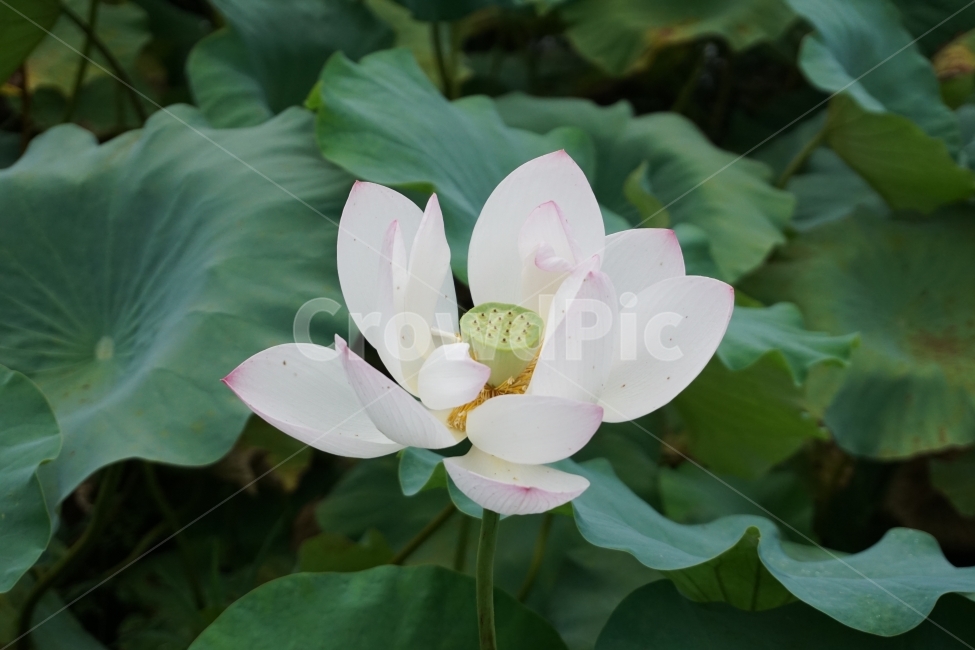 꽃,연꽃,접사,식물,분홍,은은한,사진,flower,식물,자연,plants,nature,꽃,flower