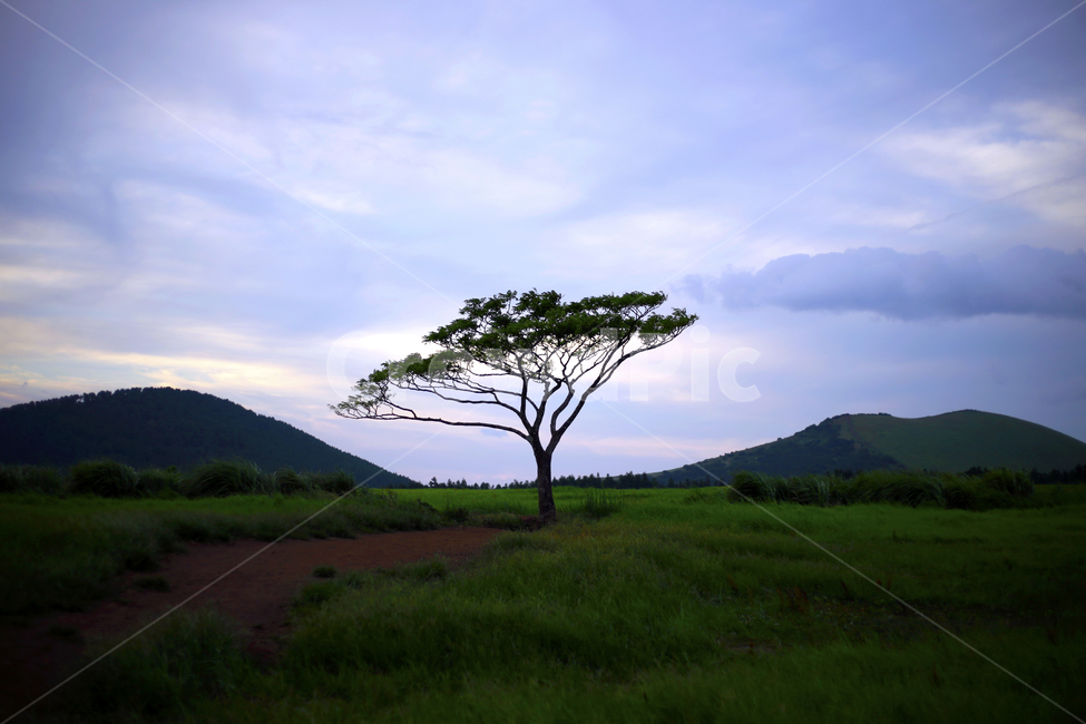 왕따나무,제주,왕따,나무,초록,자연,풍경,nature,landscape,제주도,jeju,jeju island,식물,plants,나무,trees,wood,grassland,목초지,outdoors,옥외,field,들,savanna,대초원