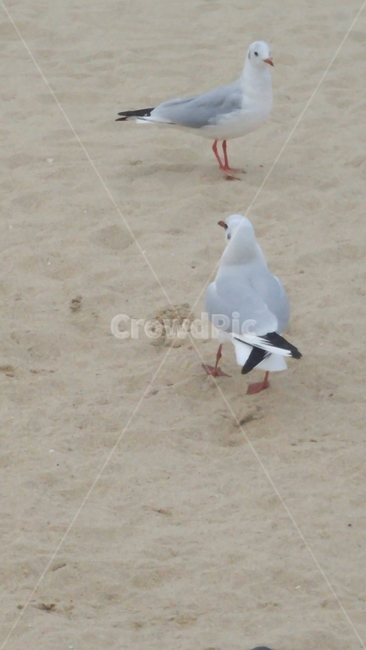 갈매기두마리,갈매기,바다,해변,모래,해변,바다,beach,sea,동물,animal,조류,새,birds
