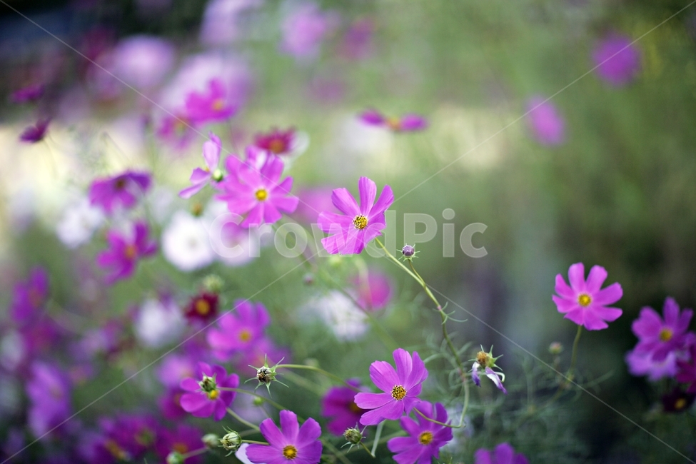 코스모스,보라색,가을,fall,cosmos,식물,자연,plants,nature,꽃,flower