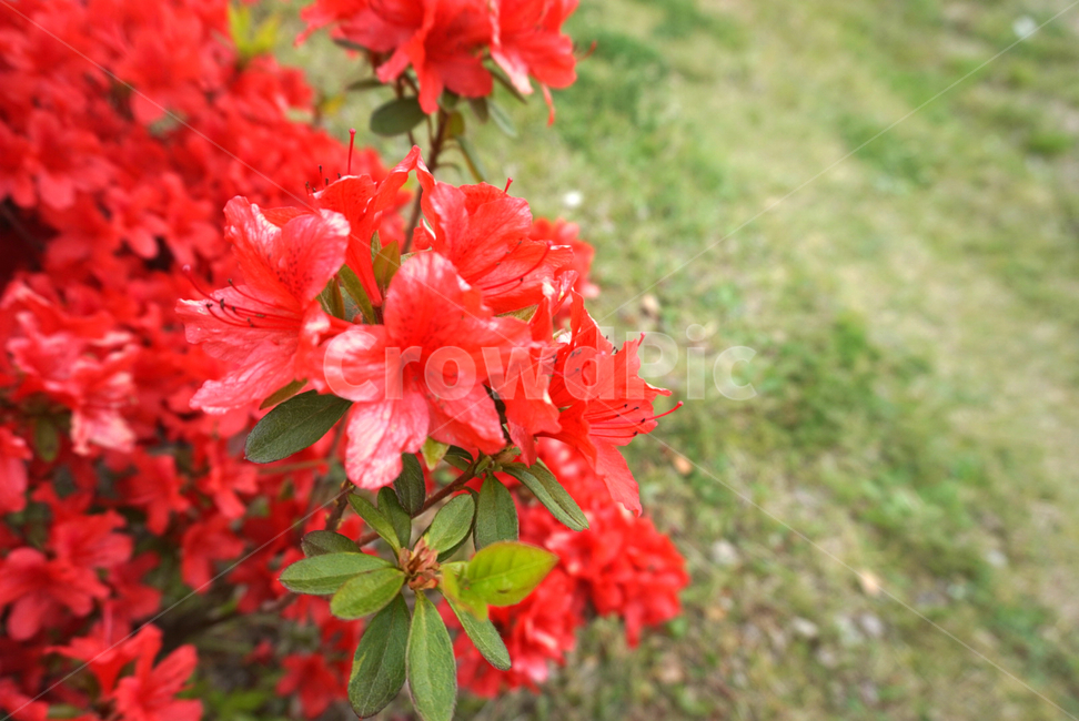 철쭉,봄꽃,식물,flowers,다홍색,화려한,예쁜,beautiful,가든,화단,정원,garden,자연,잔디,공원,azalea,철쭉축제,꽃축제,나들이,식물,자연,plants,nature,꽃,flower
