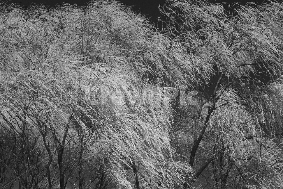 nature,자연,outdoors,옥외,tree,나무,한강고수부지,적외선,적외선카메라,적외선사진,infrared,적외선필터,흑백,흑백사진