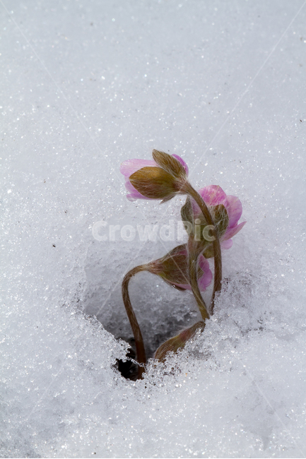 봄,봄꽃,야생화,분홍노루귀,설화,봄,계절,spring,season,식물,자연,plants,nature,꽃,flower,ice,빙,outdoors,옥외,snow,눈