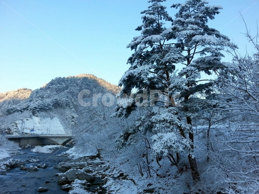 폭설,나무,눈,식물,자연,얼음,겨울,계절,winter,season