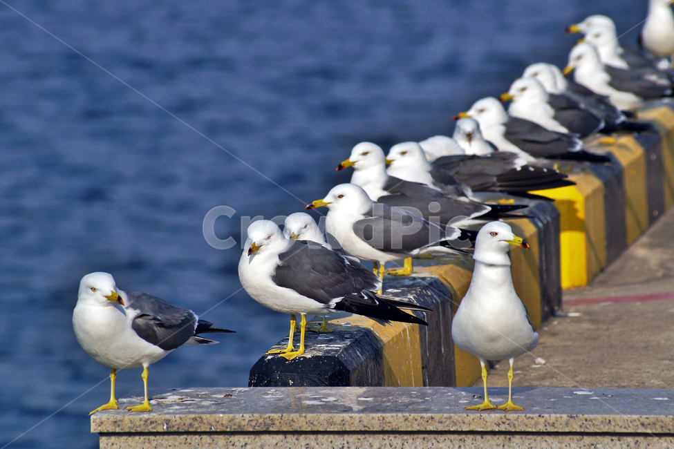 갈매기,조류,새,바다,commongull,seagull,동물,부리,동물,animal,조류,새,birds