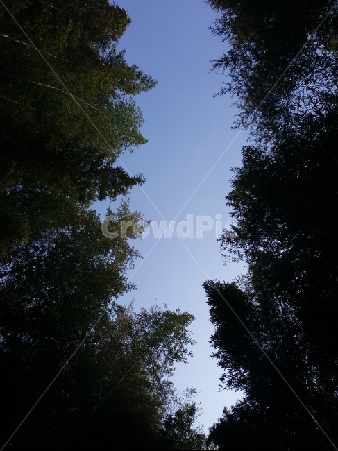숲,대나무,나무,맑은하늘,하늘,자연,nature