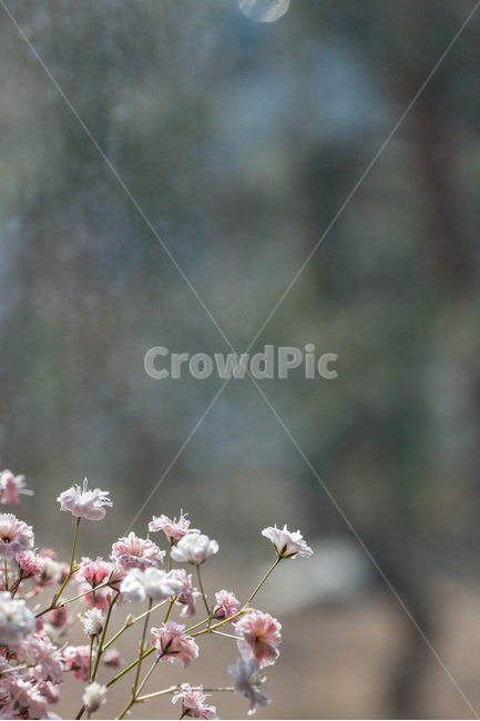 flower,flowers,꽃,꽃병,화병,식물,자연,plants,nature,꽃,flower