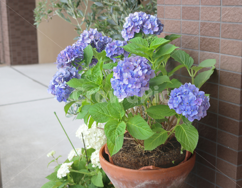 수국,화분,보라색수국,식물,꽃,수국꽃,flower