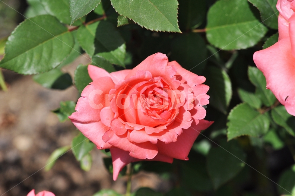 장미,꽃,꽃사진,rose,분홍,식물,자연,plants,nature,꽃,flower