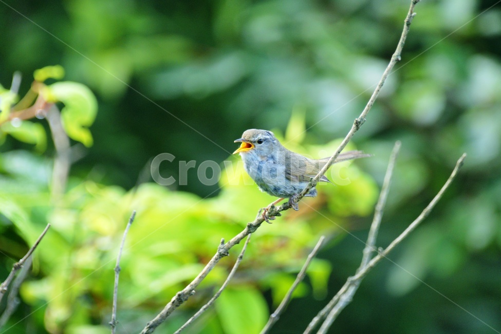 휘파람새,철새,휘파람,조류,산새,동물,animal,조류,새,birds