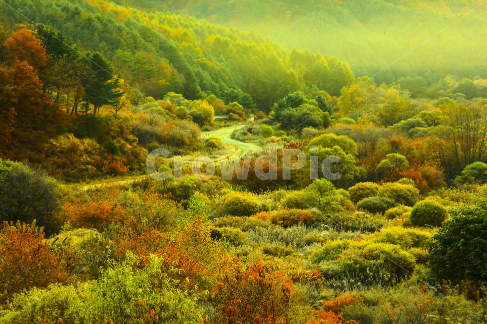자연,풍경,계절,가을,단풍,단풍철,추경,만추,공원,정원,비밀의정원,시크릿,시크릿공원,울긋불긋,안개,새벽,빛,햇빛,운해,길,오솔길,산,painting,그림,nature,outdoors,옥외,scenery,landscape,경치,가을,계절,fall,autumn,season,자연,풍경,nature,landscape,한국자연풍경,한국자연경관,korea nature landscape