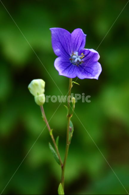 꽃,생태사진,식물,보라색,은은한,식물,자연,plants,nature,꽃,flower