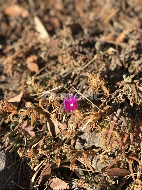 꽃,야생화,plant,식물,flower,가을,봄,겨울,fall,spring,winter