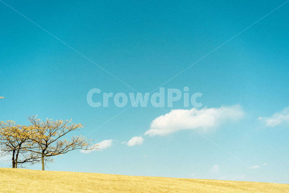 올림픽공원,푸른하늘,언덕,나무,감성사진,구름,하늘,왕따나무,landscape,풍경,스냅,감성,자연,풍경,nature,landscape,감성,sensible,feeling,색깔,색상,색채,색감,color sense,color sensitivity,feeling of color,plant,식물,tree