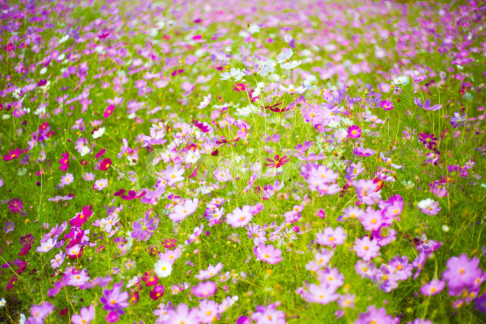 코스모스,cosmos,commoncosmos,가을,fall,식물,꽃밭,garden,plant,flower,꽃,정원
