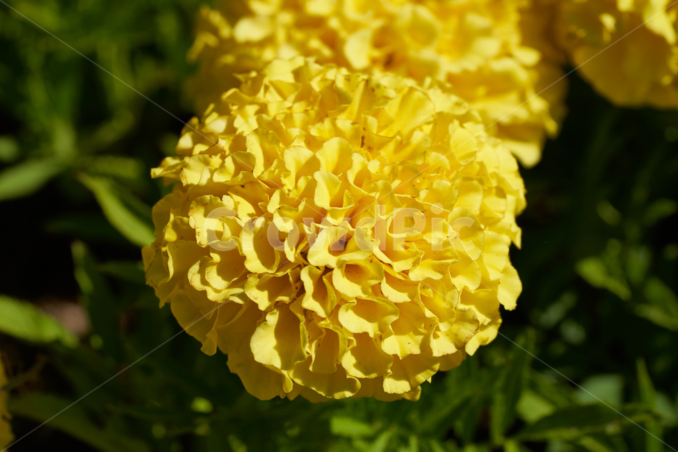 식물,꽃,감성,봄,자연,사물,식물,자연,plants,nature,꽃,flower